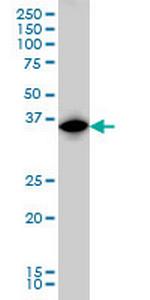 IRF1 Antibody in Western Blot (WB)