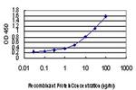 IRF4 Antibody in ELISA (ELISA)