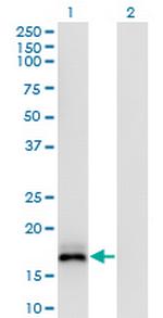 ISG20 Antibody in Western Blot (WB)