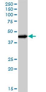 JUNB Antibody in Western Blot (WB)