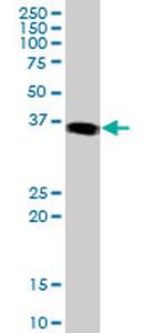 JUNB Antibody in Western Blot (WB)