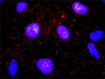 CD82 Antibody in Proximity Ligation Assay (PLA) (PLA)