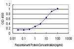 KIFC1 Antibody in ELISA (ELISA)