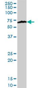 KPNA1 Antibody in Western Blot (WB)