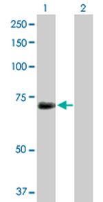 KPNA1 Antibody in Western Blot (WB)