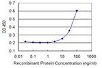 KRAS Antibody in ELISA (ELISA)