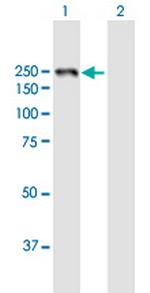 LAMB1 Antibody in Western Blot (WB)