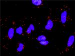 LAMC1 Antibody in Proximity Ligation Assay (PLA) (PLA)