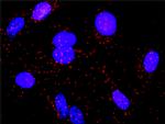 LCK Antibody in Proximity Ligation Assay (PLA) (PLA)