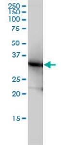 LDHB Antibody in Western Blot (WB)