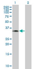 LDHC Antibody in Western Blot (WB)