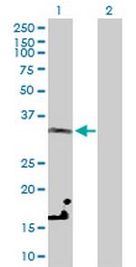 LDHC Antibody in Western Blot (WB)