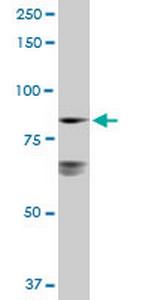 LETM1 Antibody in Western Blot (WB)