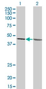 LFNG Antibody in Western Blot (WB)