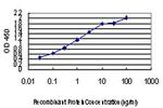 LLGL2 Antibody in ELISA (ELISA)