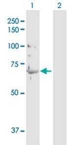 LMNA Antibody in Western Blot (WB)