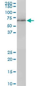 LMNB1 Antibody in Western Blot (WB)