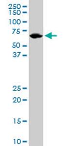 LMNB1 Antibody in Western Blot (WB)