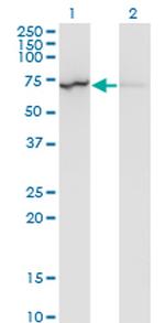 LMNB1 Antibody in Western Blot (WB)