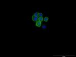 EPCAM Antibody in Immunocytochemistry (ICC/IF)