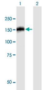 NBR1 Antibody in Western Blot (WB)