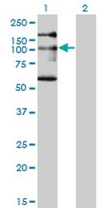 NBR1 Antibody in Western Blot (WB)