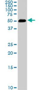 SMAD1 Antibody in Western Blot (WB)