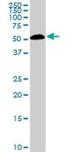 SMAD1 Antibody in Western Blot (WB)