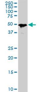 SMAD1 Antibody in Western Blot (WB)