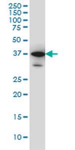 SMAD3 Antibody in Western Blot (WB)