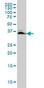 SMAD3 Antibody in Western Blot (WB)