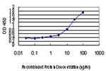 SMAD3 Antibody in ELISA (ELISA)