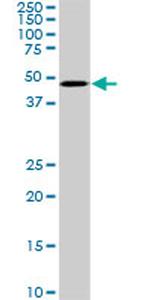 SMAD3 Antibody in Western Blot (WB)