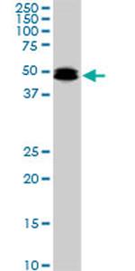 SMAD3 Antibody in Western Blot (WB)