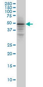 SMAD3 Antibody in Western Blot (WB)