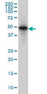 SMAD3 Antibody in Western Blot (WB)