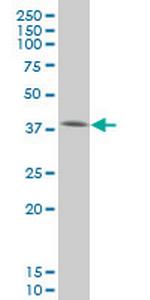 SMAD3 Antibody in Western Blot (WB)