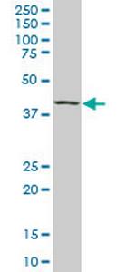 MAF Antibody in Western Blot (WB)