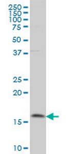 MAGOH Antibody in Western Blot (WB)