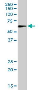 MAOA Antibody in Western Blot (WB)