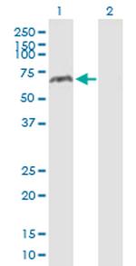 MAOA Antibody in Western Blot (WB)