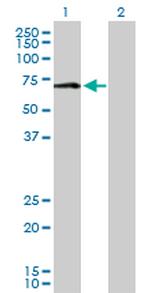 MAOA Antibody in Western Blot (WB)