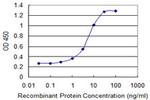 MBNL1 Antibody in ELISA (ELISA)