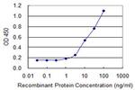 MBNL1 Antibody in ELISA (ELISA)