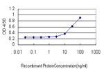 MBNL1 Antibody in ELISA (ELISA)