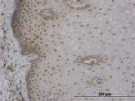 MBNL1 Antibody in Immunohistochemistry (Paraffin) (IHC (P))