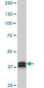 MBNL1 Antibody in Western Blot (WB)