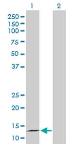 MDK Antibody in Western Blot (WB)