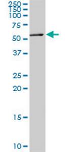 MEF2A Antibody in Western Blot (WB)