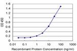 MEF2A Antibody in ELISA (ELISA)